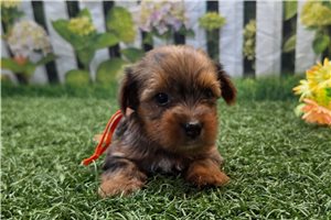Katalina - puppy for sale