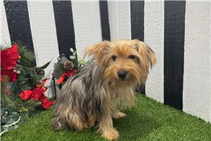 Cara - Yorkshire Terrier - Yorkie for sale