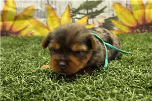 Opal - Yorkshire Terrier - Yorkie for sale