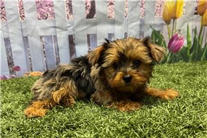 Kate - Yorkshire Terrier - Yorkie for sale