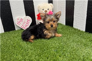 Fatima - puppy for sale