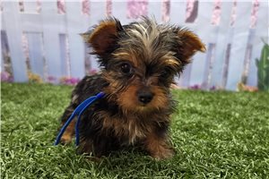 Kayden - Yorkshire Terrier - Yorkie for sale