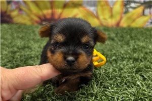 Odette - puppy for sale
