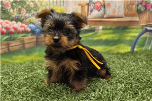 Odette - Yorkshire Terrier - Yorkie for sale