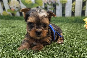 Kayden - Yorkshire Terrier - Yorkie for sale