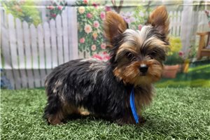 Kayden - Yorkshire Terrier - Yorkie for sale