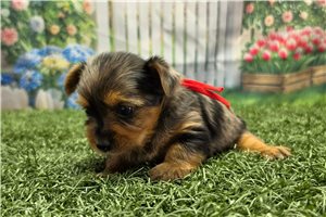 Rogelio - puppy for sale