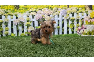 Opal - Yorkshire Terrier - Yorkie for sale