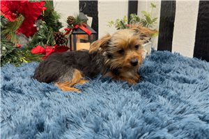 Bastian - Yorkshire Terrier - Yorkie for sale