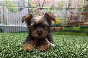 Kimberly - Yorkshire Terrier - Yorkie for sale
