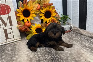 Bethany - puppy for sale