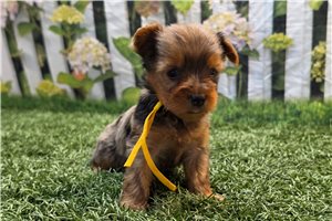 Kamila - Yorkshire Terrier - Yorkie for sale