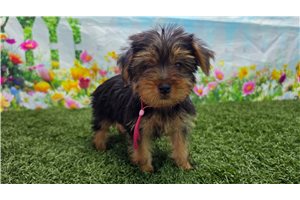 Olivia - Yorkshire Terrier - Yorkie for sale