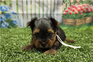 Roman - Yorkshire Terrier - Yorkie for sale