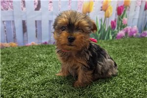 Kate - Yorkshire Terrier - Yorkie for sale