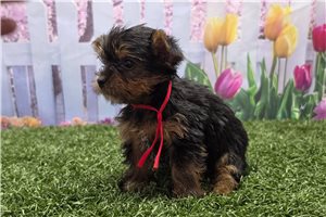 Kinsley - Yorkshire Terrier - Yorkie for sale