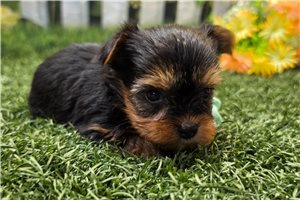 Kehlani - Yorkshire Terrier - Yorkie for sale