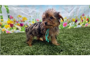 Opal - Yorkshire Terrier - Yorkie for sale