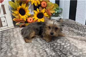 Serena - puppy for sale
