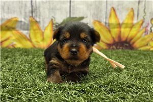 Olivia - puppy for sale