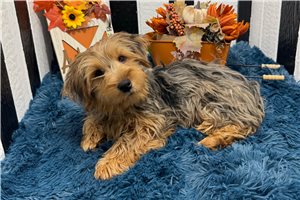 Bailey - Yorkshire Terrier - Yorkie for sale