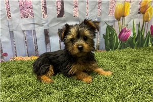 Kimberly - Yorkshire Terrier - Yorkie for sale