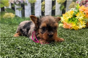 Kate - puppy for sale