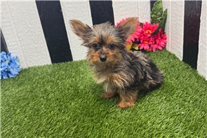 Rogelio - Yorkshire Terrier - Yorkie for sale