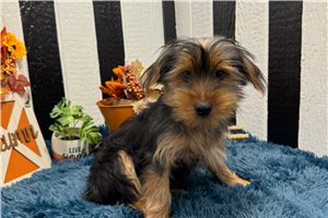 Cedric - puppy for sale