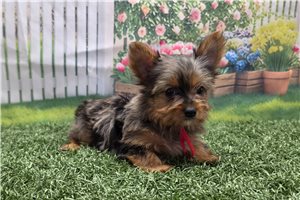 Rogelio - Yorkshire Terrier - Yorkie for sale