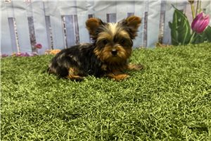 Kayden - Yorkshire Terrier - Yorkie for sale