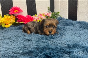 Brooke - puppy for sale