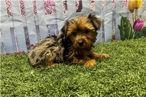 Katalina - Yorkshire Terrier - Yorkie for sale