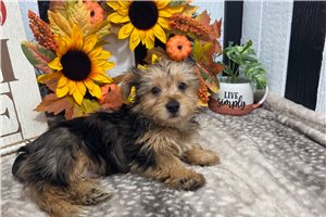 Colton - puppy for sale