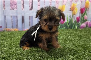 Kimberly - Yorkshire Terrier - Yorkie for sale