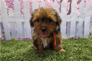 Katalina - Yorkshire Terrier - Yorkie for sale