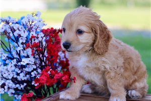 Cockapoo for Sale | Puppies | Pawrade.com