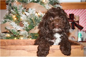 Gus - Cockapoo for sale