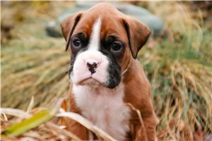Mickey - Boxer for sale