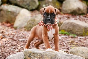 Terrell - Boxer for sale