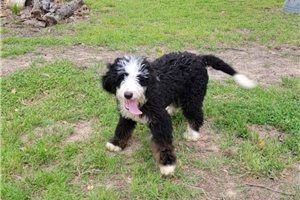 Faith - puppy for sale