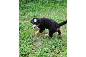 Julia - Bernese Mountain Dog for sale