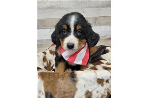 Alina - puppy for sale