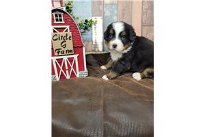 Hans - Bernese Mountain Dog for sale