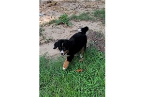 Sofia - Bernese Mountain Dog for sale