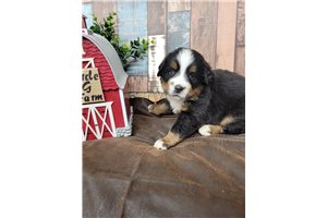 Marti - Bernese Mountain Dog for sale