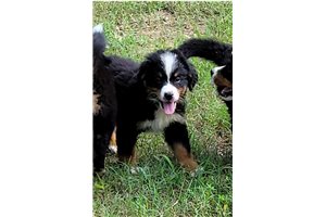Leon - Bernese Mountain Dog for sale