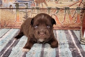 Elmo - puppy for sale