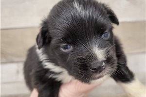 Eline - puppy for sale