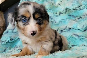 Lizette - puppy for sale